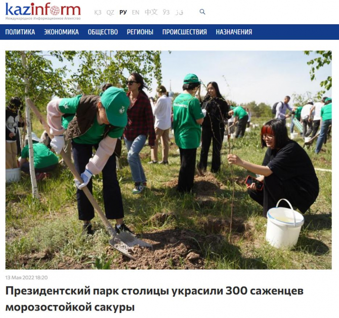 inform.kz 13.05.22 - Президентский парк столицы украсили 300 саженцев морозостойкой сакуры 